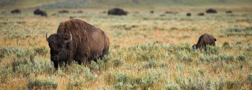 Bison in Yellowstone image